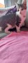 Kitten (9)